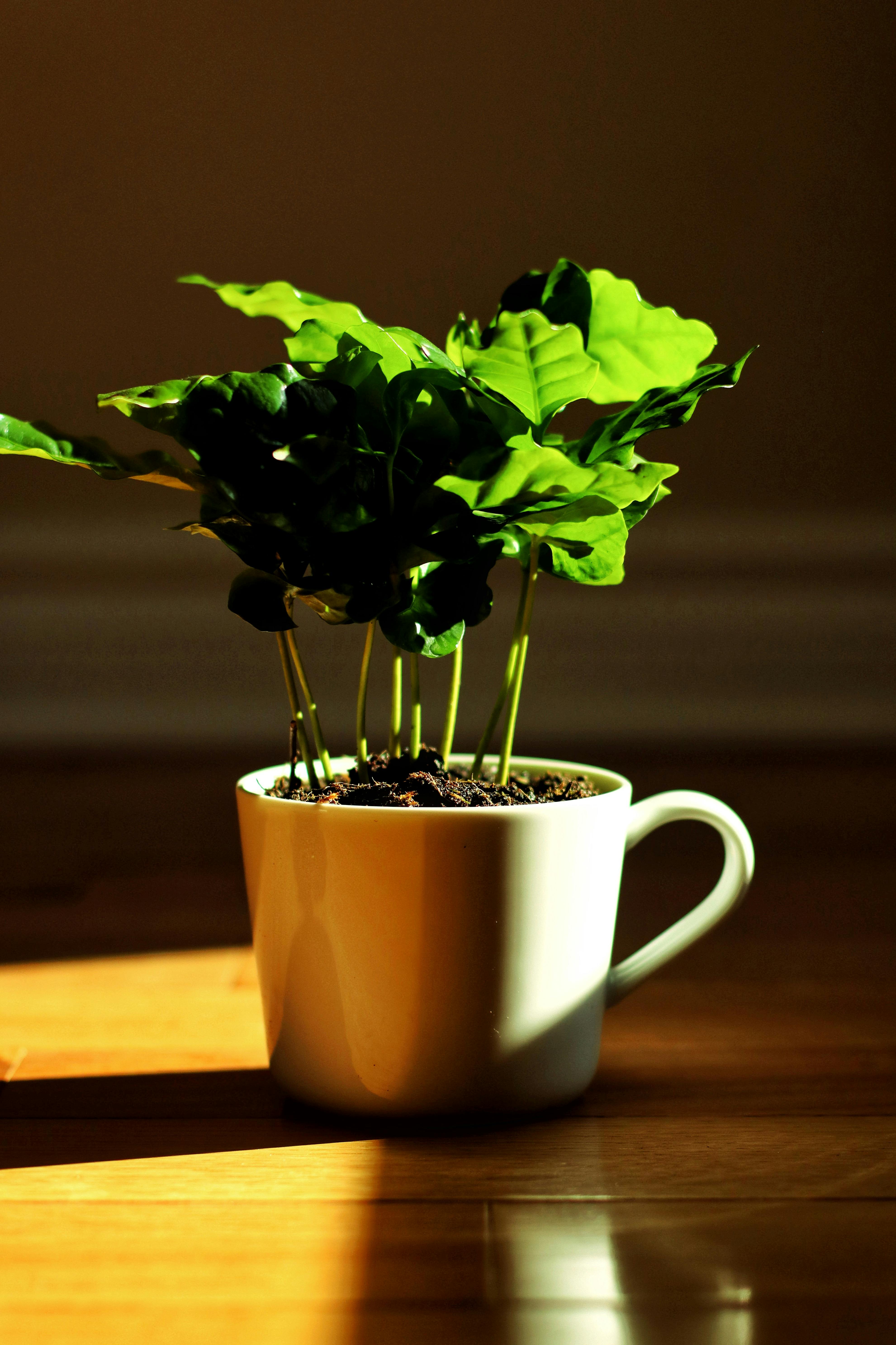 Cup of Coffee at the Edge of a Flower Pot · Free Stock Photo