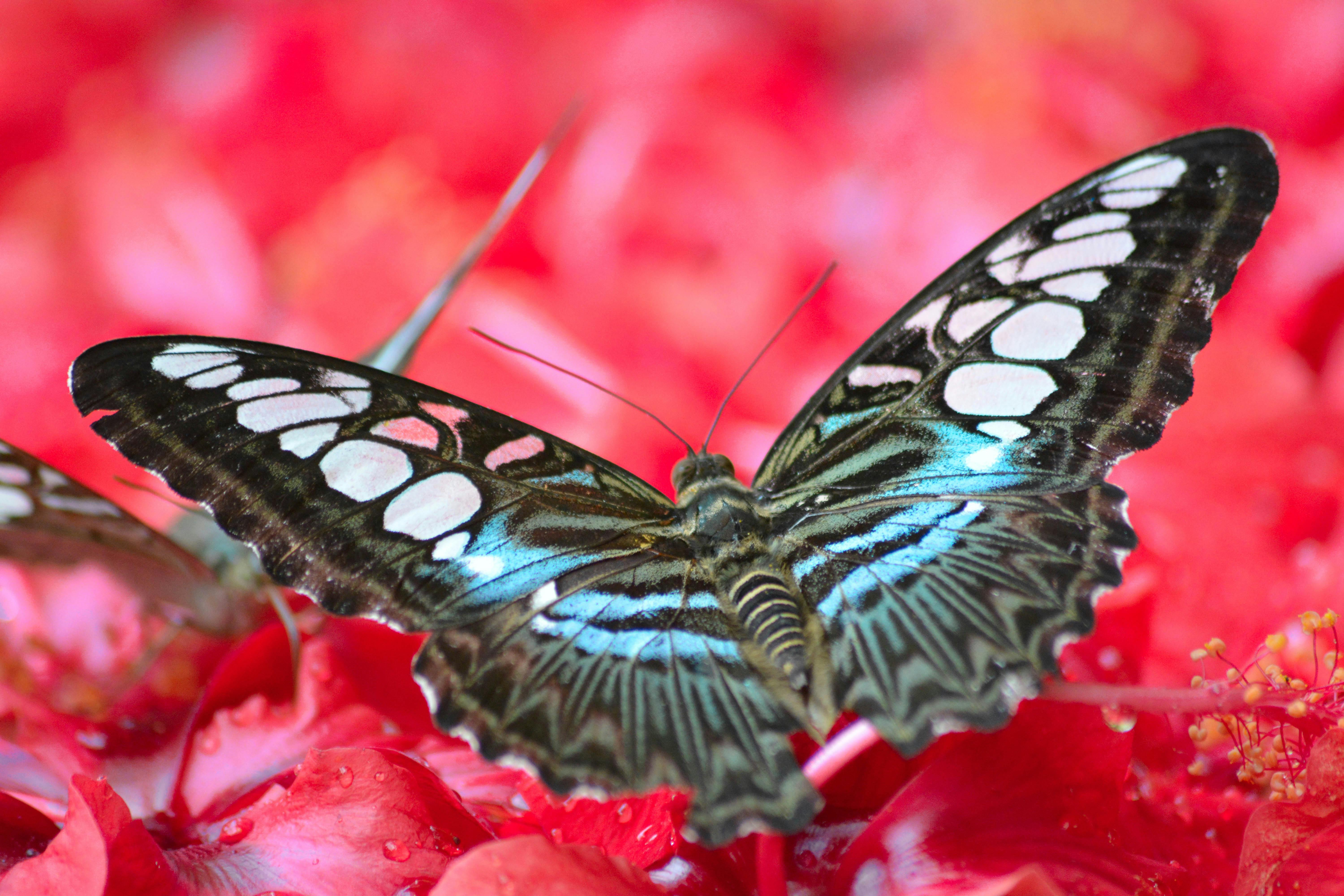 Free stock photo of beauty in nature, butterflies, butterfly
