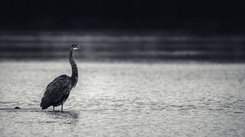 Free stock photo of black and white, heron, water