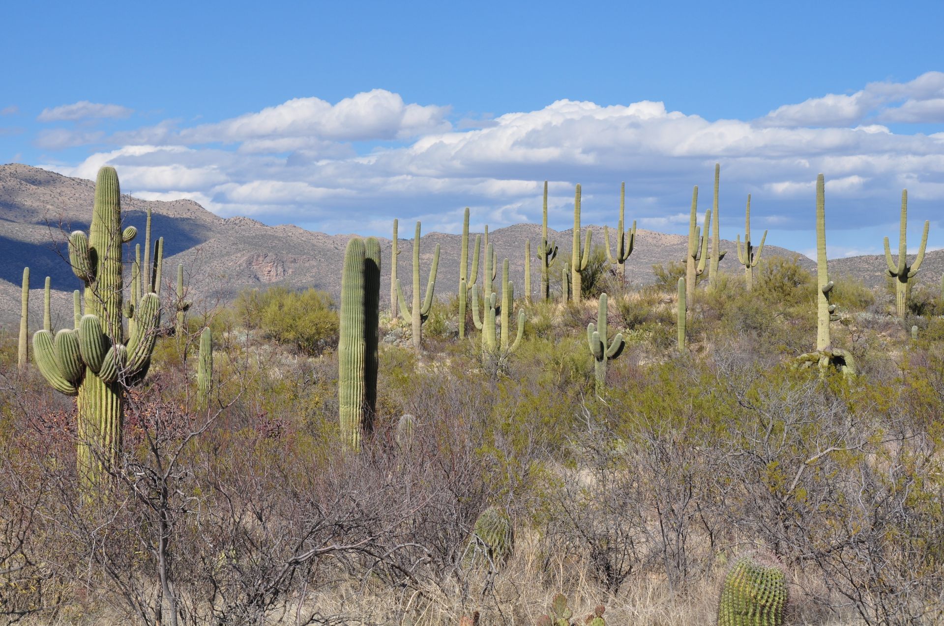 Beautiful desert scene with towering Saguaro cacti under a clear blue sky.