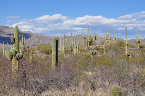 Free Beautiful desert scene with towering Saguaro cacti under a clear blue sky. Stock Photo