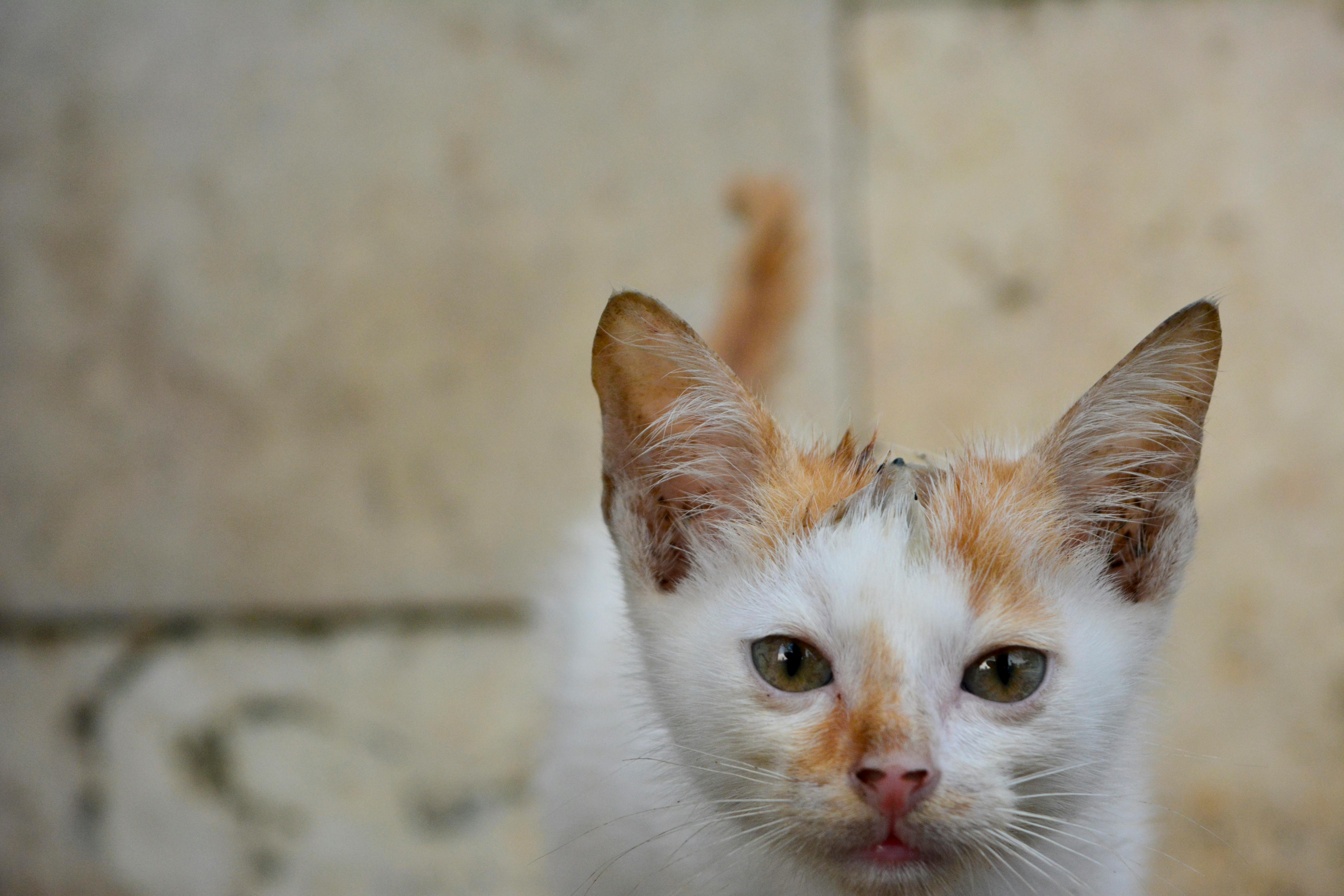 Free stock photo of animal, brown eyes, cat