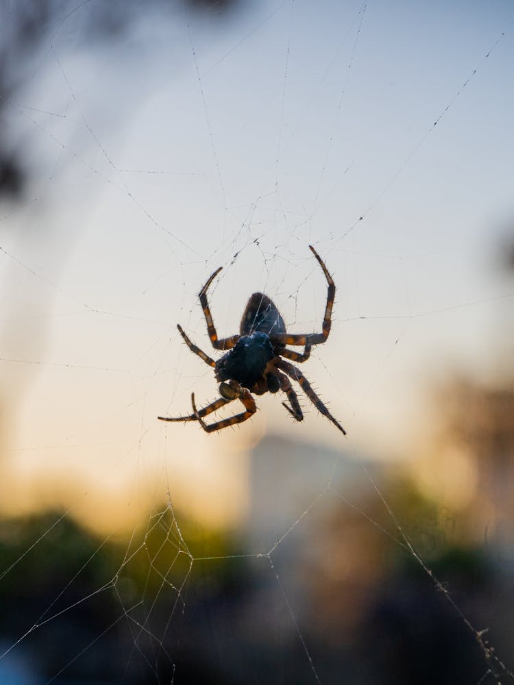 Spider On Web