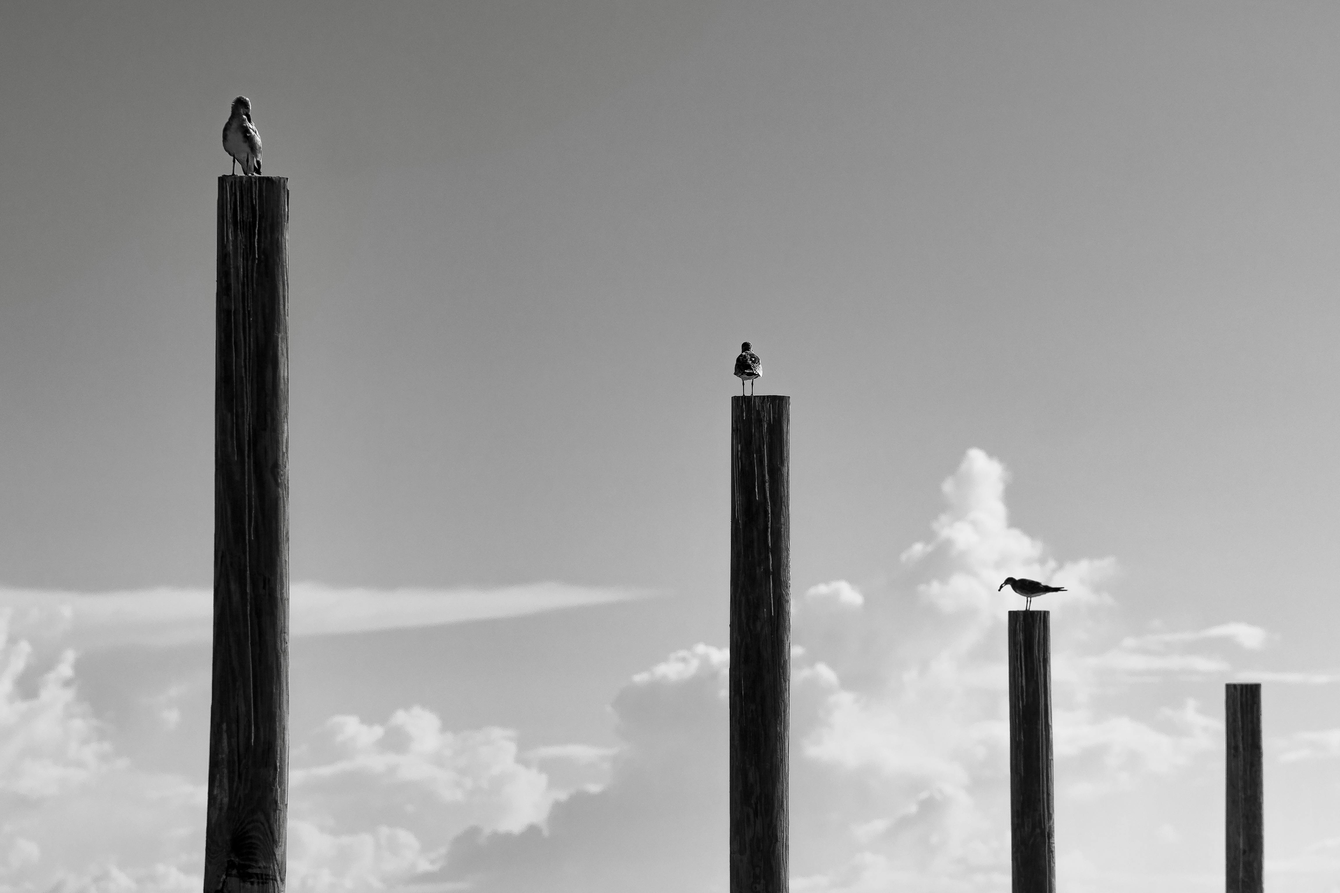Seagulls perched on tall wooden posts against a cloudy sky in black and white.