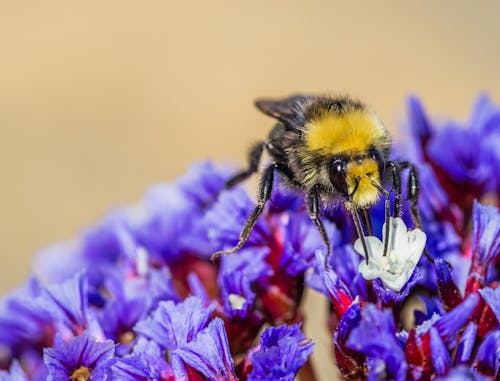 Bee during Pollination