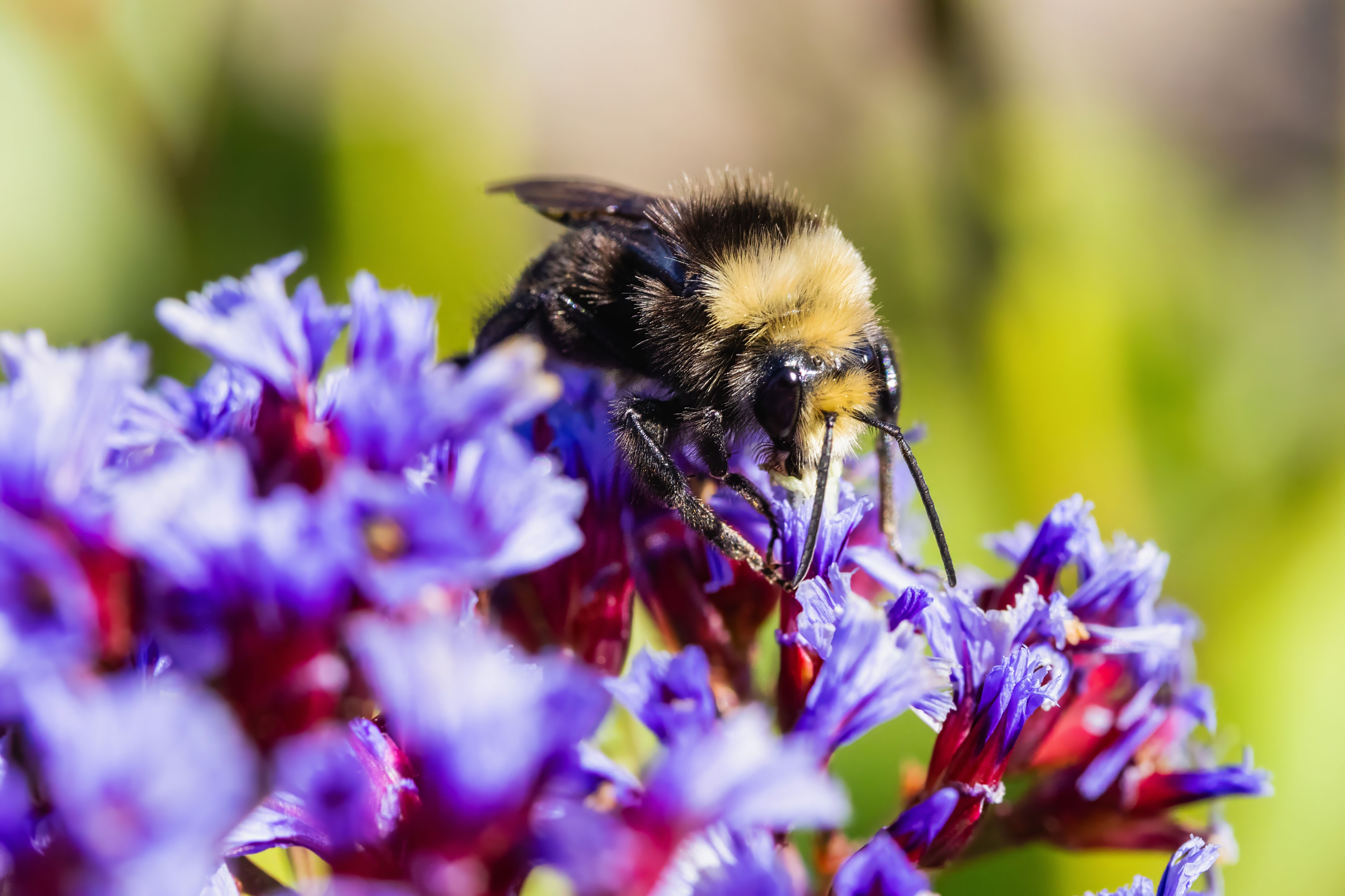 Machine learning helps identify chemicals that repel honey bees from pesticides — Photo by Robert So on Pexels