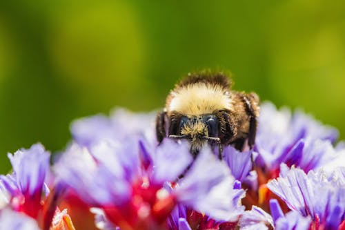 Photos gratuites de abeille, fermer, fleurs