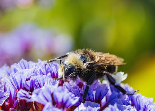 Photos gratuites de abeille, fermer, fleurs