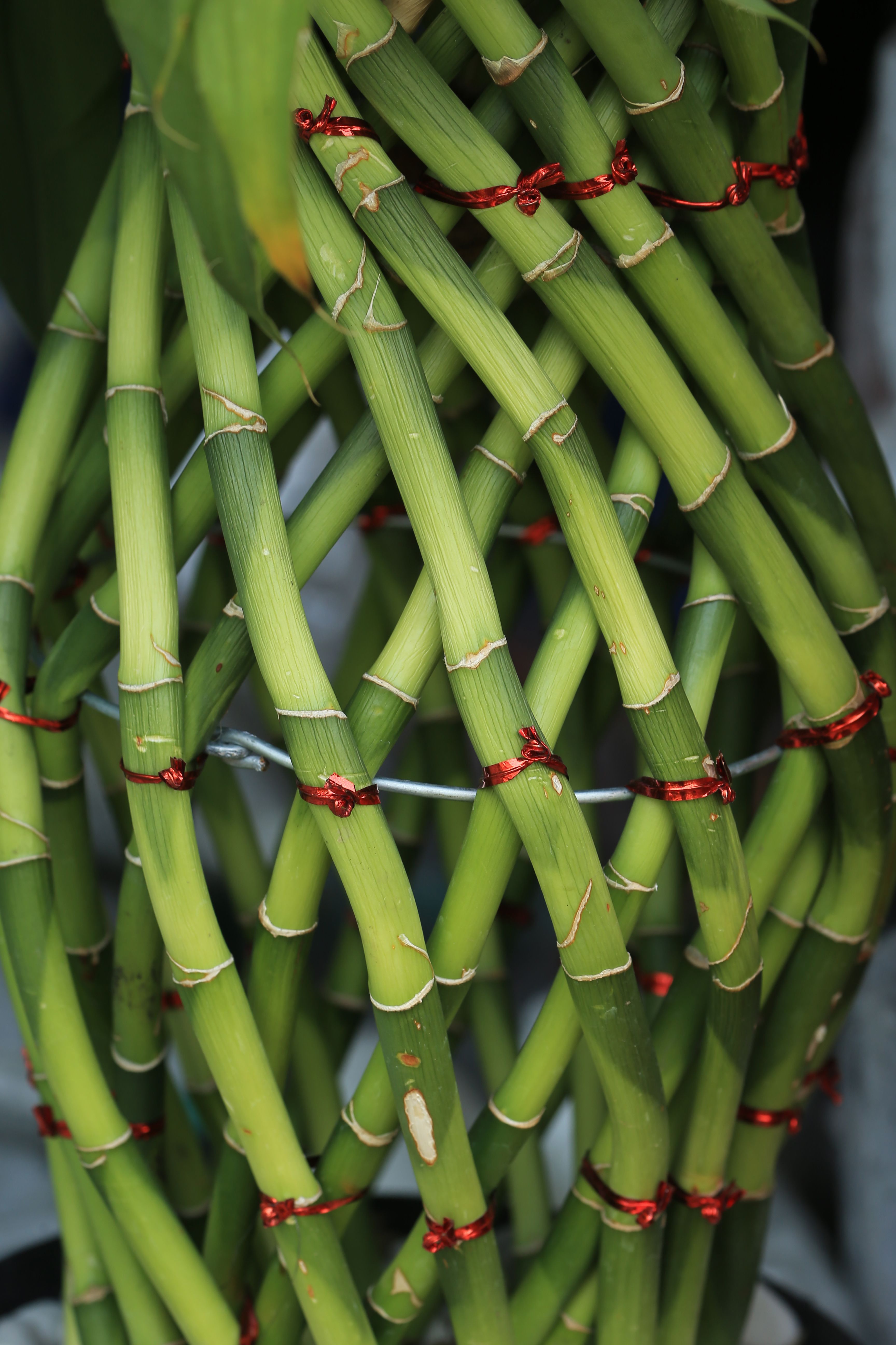Lucky bamboo stalks in a vase