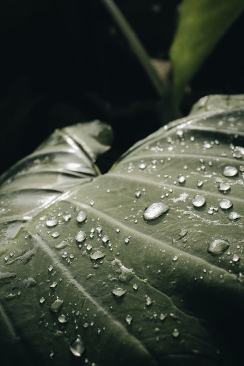 Drops on Green Dark Leaf