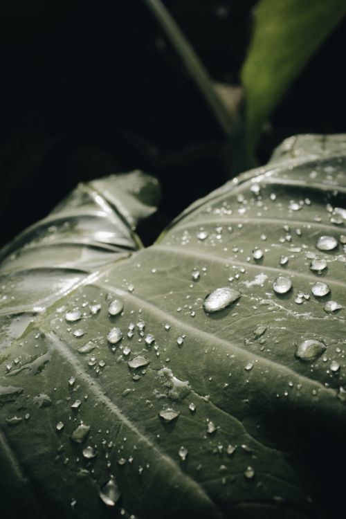 Free Close-up of a green tropical leaf with dewdrops, creating a fresh and natural monochrome effect. Stock Photo