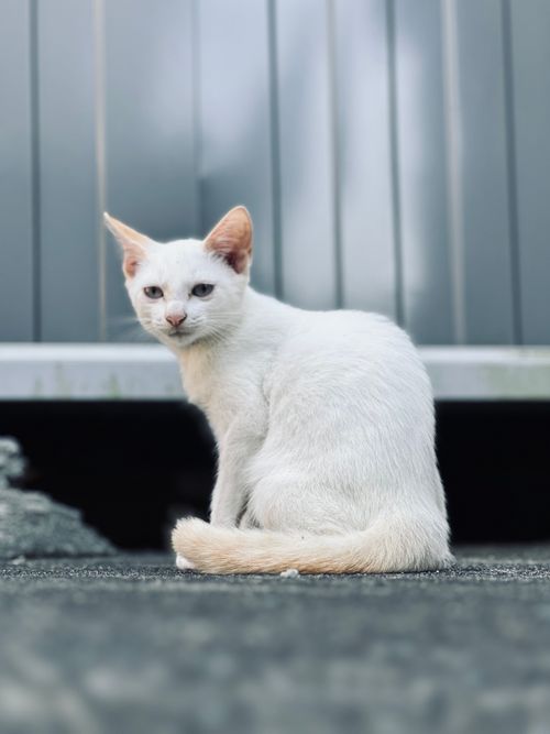 Free Close-up of a cute white cat sitting outdoors, showcasing a serene pet portrait. Stock Photo