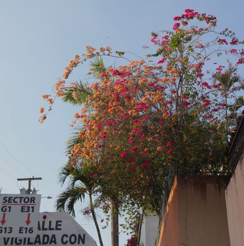 Free Flower bush Stock Photo