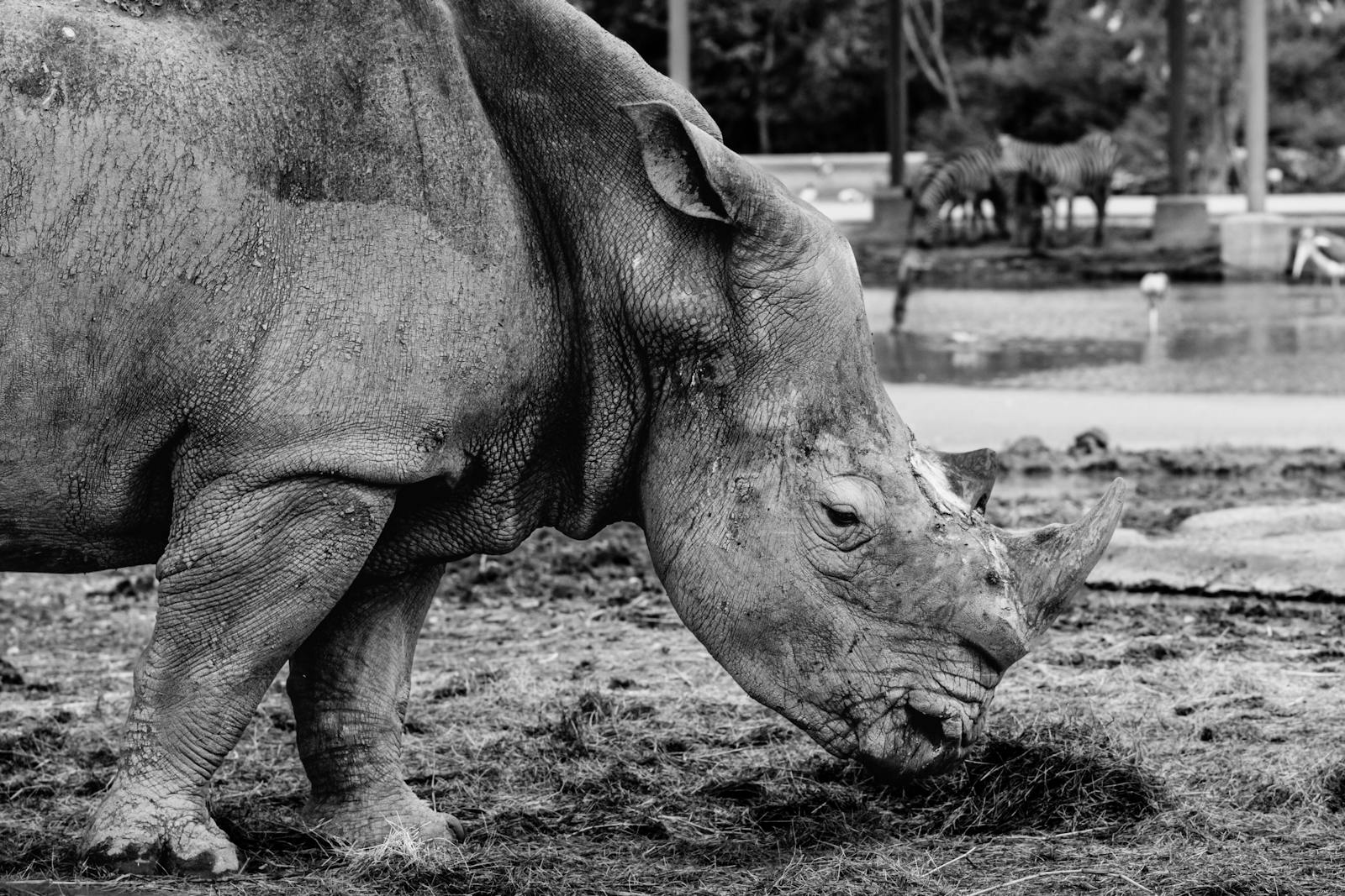 Black Rhinos Photos, Download The BEST Free Black Rhinos Stock Photos