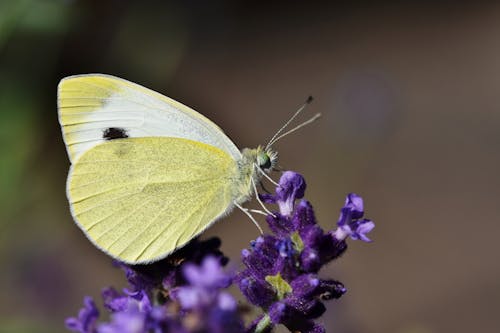Yellow Butterfly on a Purple Flower 