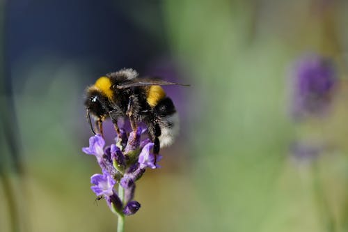 böcek fotoğrafçılığı, tozlaşmak, yaban arısı içeren Ücretsiz stok fotoğraf