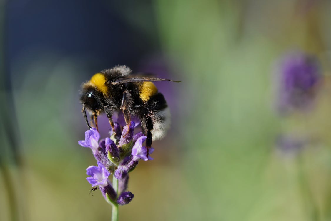 Free stock photo of bumblebee, insect photography, pollinate