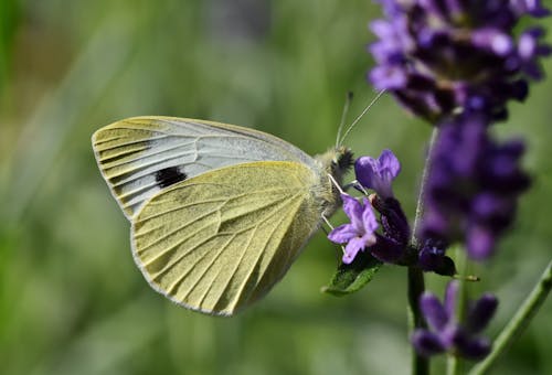 Foto d'estoc gratuïta de papallona blanca, papallona sobre una flor, polinitzar
