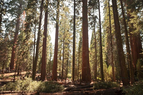 Fallen Woods in Sequoia Forest