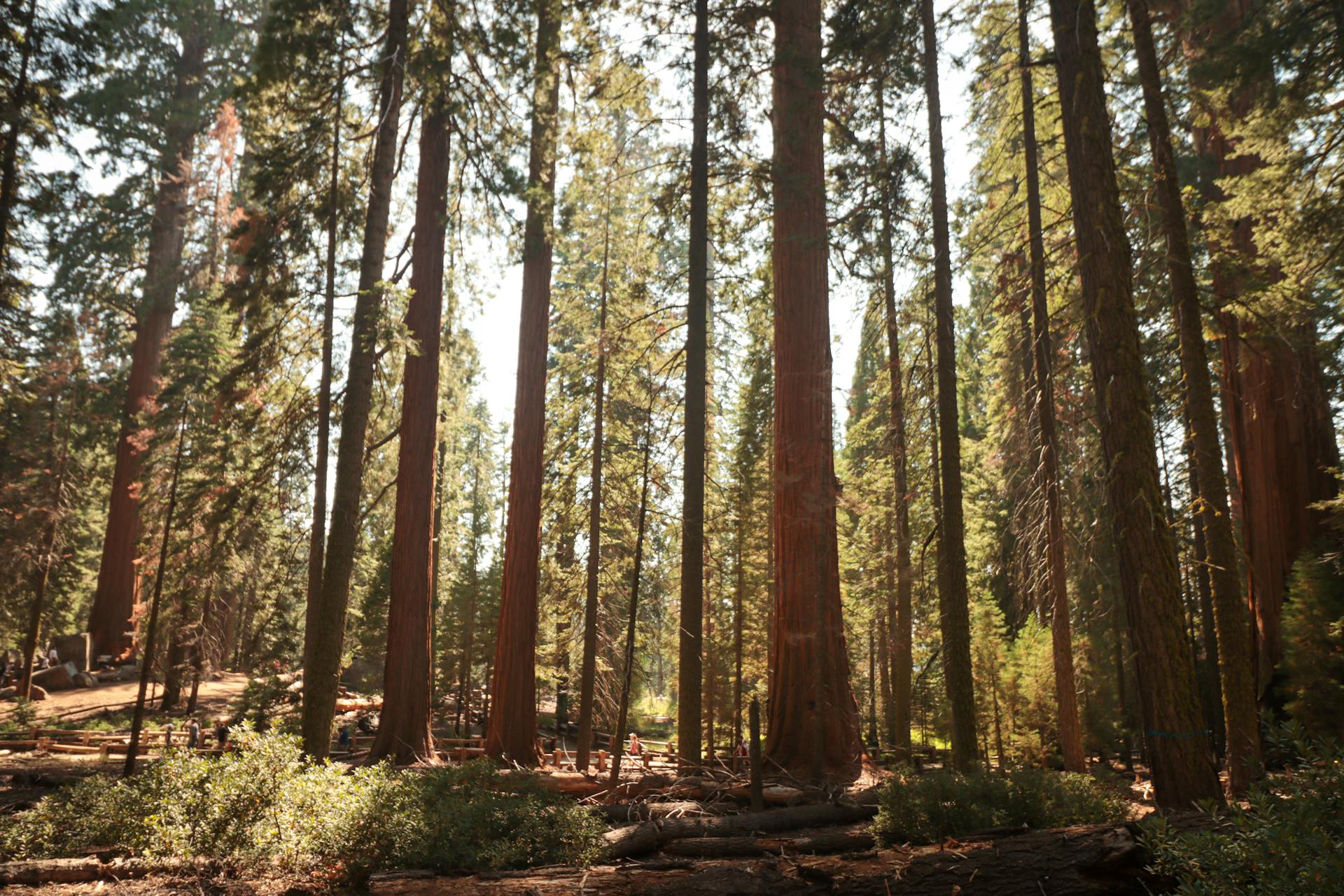 Explore the towering sequoia trees in this serene forest landscape, capturing nature's grandeur and beauty.