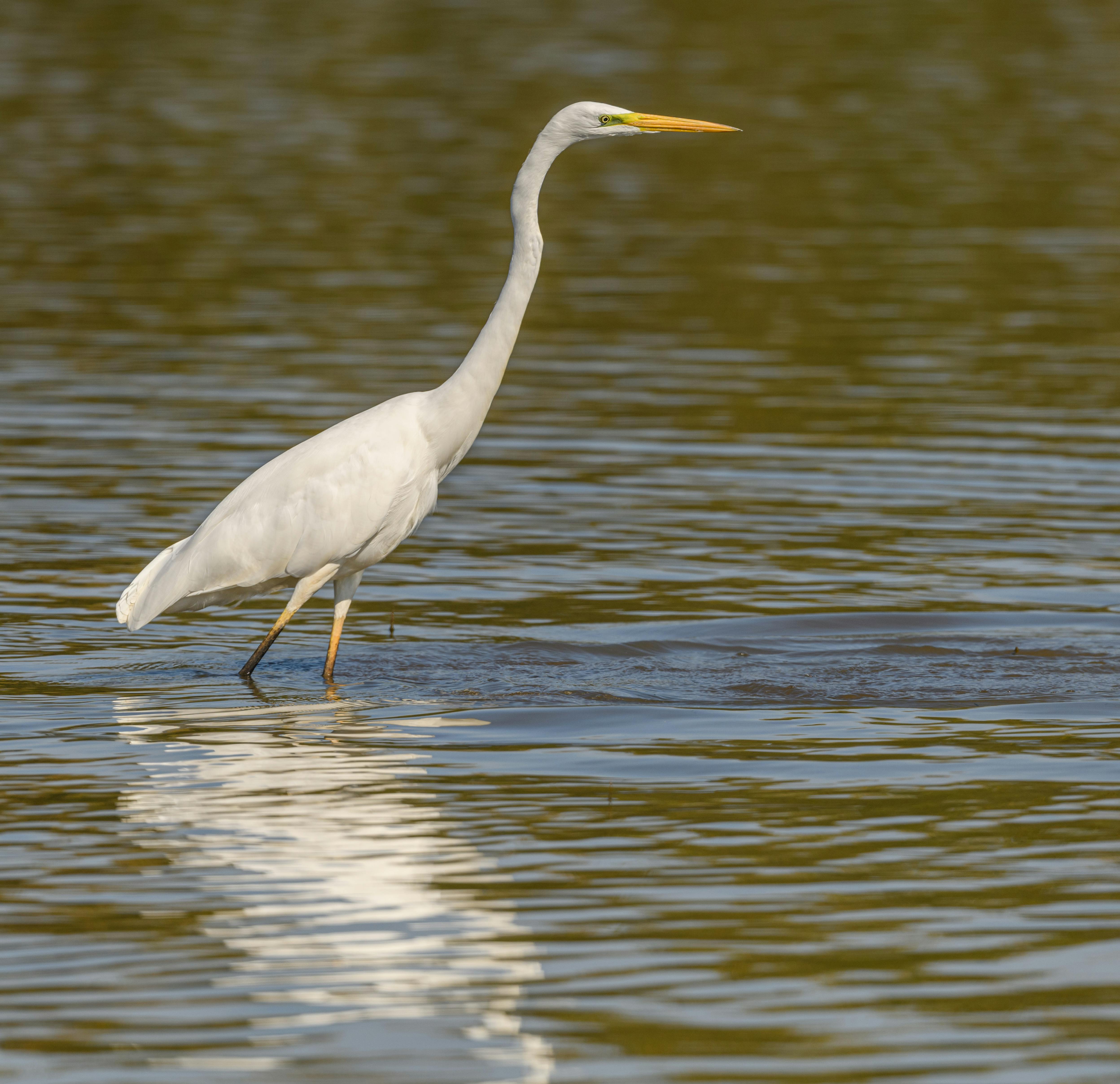 Bezpłatne Darmowe zdjęcie z galerii z @na wolnym powietrzu, ardea alba modesta, białe pióra Zdjęcie z galerii