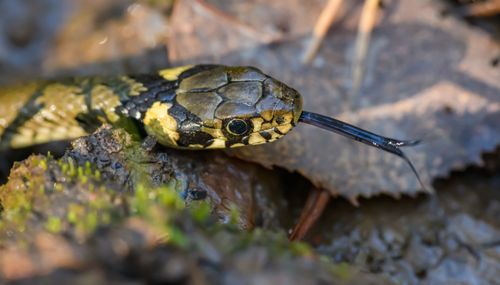 Free Detailed shot of a snake in its natural setting, tongue extended. Stock Photo
