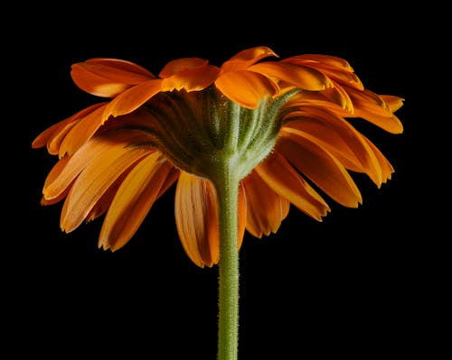 Flower against Black Background 