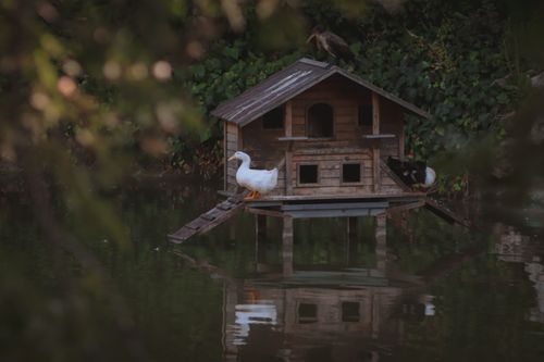 Free Serene scene of ducks around a wooden birdhouse on a tranquil water surface. Stock Photo