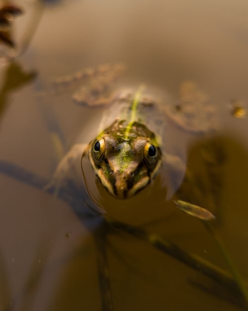Free A detailed view of a frog partially submerged in a pond, showcasing nature's beauty. Stock Photo