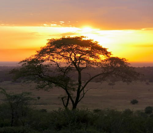 Immagine gratuita di tramonto africano