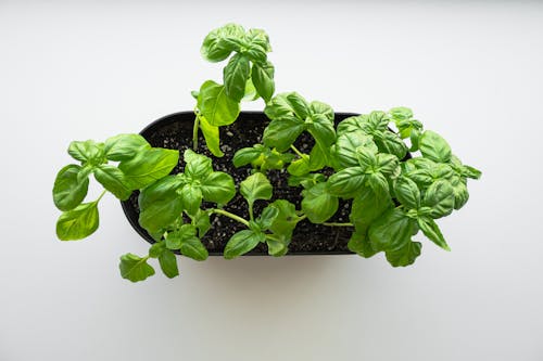 Безкоштовне стокове фото на тему «зростання, кімнатна рослина, листя»