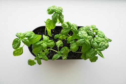 Free Top view of a fresh green basil plant thriving in a black pot, ideal for culinary and gardening imagery. Stock Photo