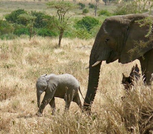 Immagine gratuita di africa, cucciolo di elefante, elefante africano