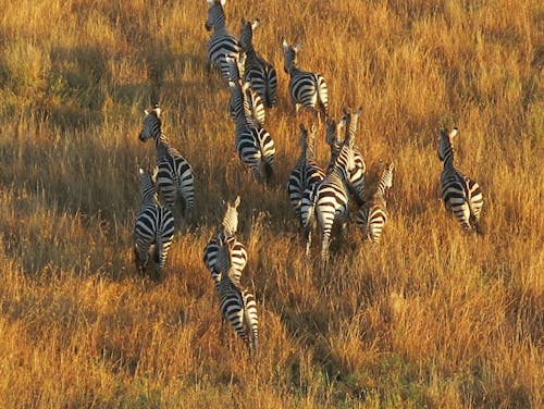 Immagine gratuita di mongolfiera, serengeti, zebre