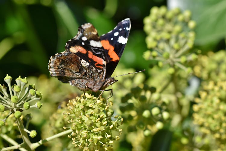 Red Admiral Butterfly Sitting On Green Ivy Flowers