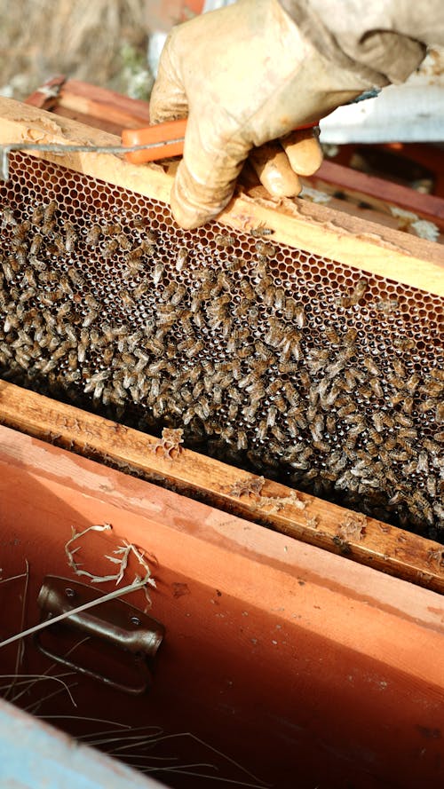 Photos gratuites de abeille, agiculture, antiquité