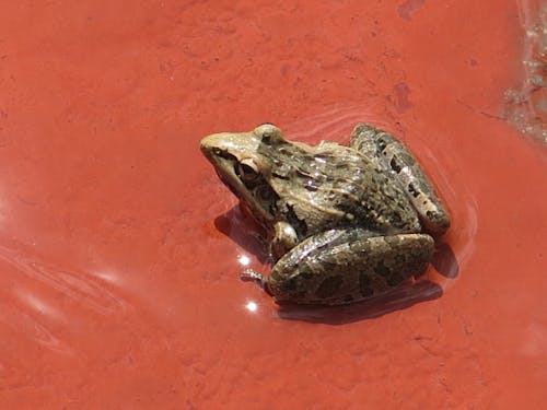 Безкоштовне стокове фото на тему «африканський бик-жаба»