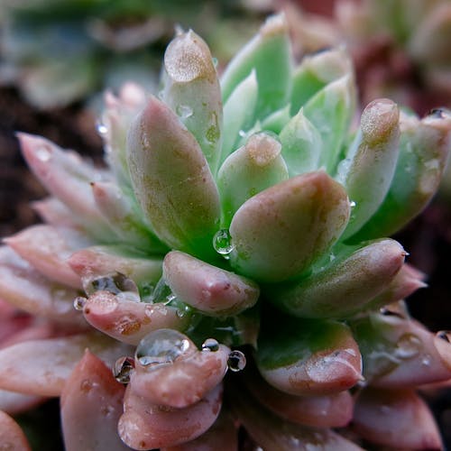 Free stock photo of cactus, dewdrops, succulent Stock Photo