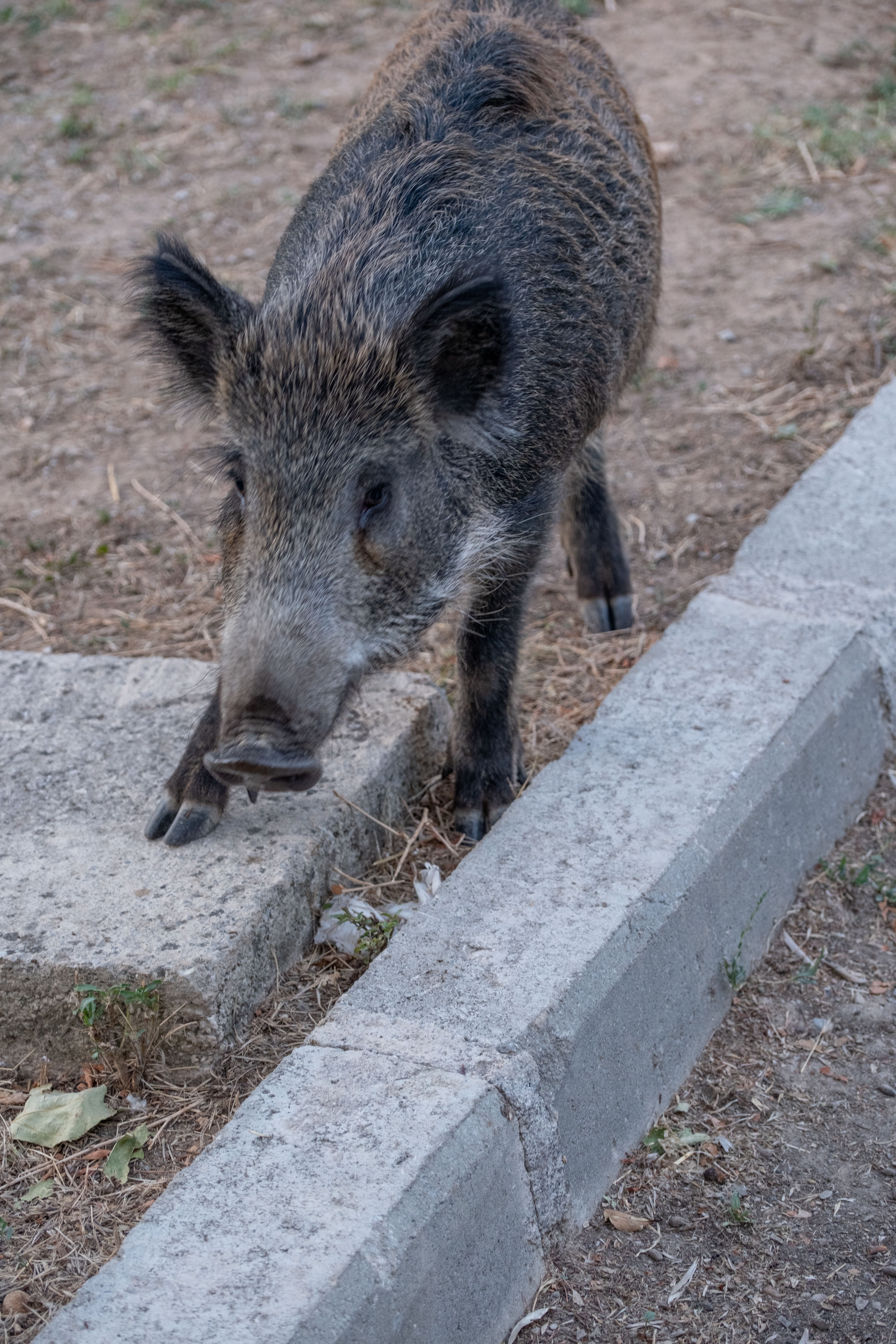 A wild boar walks along a pavement edge, showcasing its natural habitat.