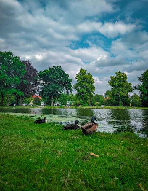 天性, 小鴨, 湖 的 免費圖庫相片