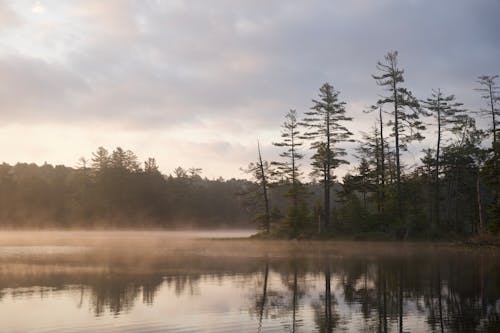 Forest by Lake