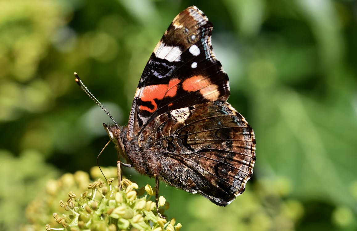 Red Admiral Butterfly