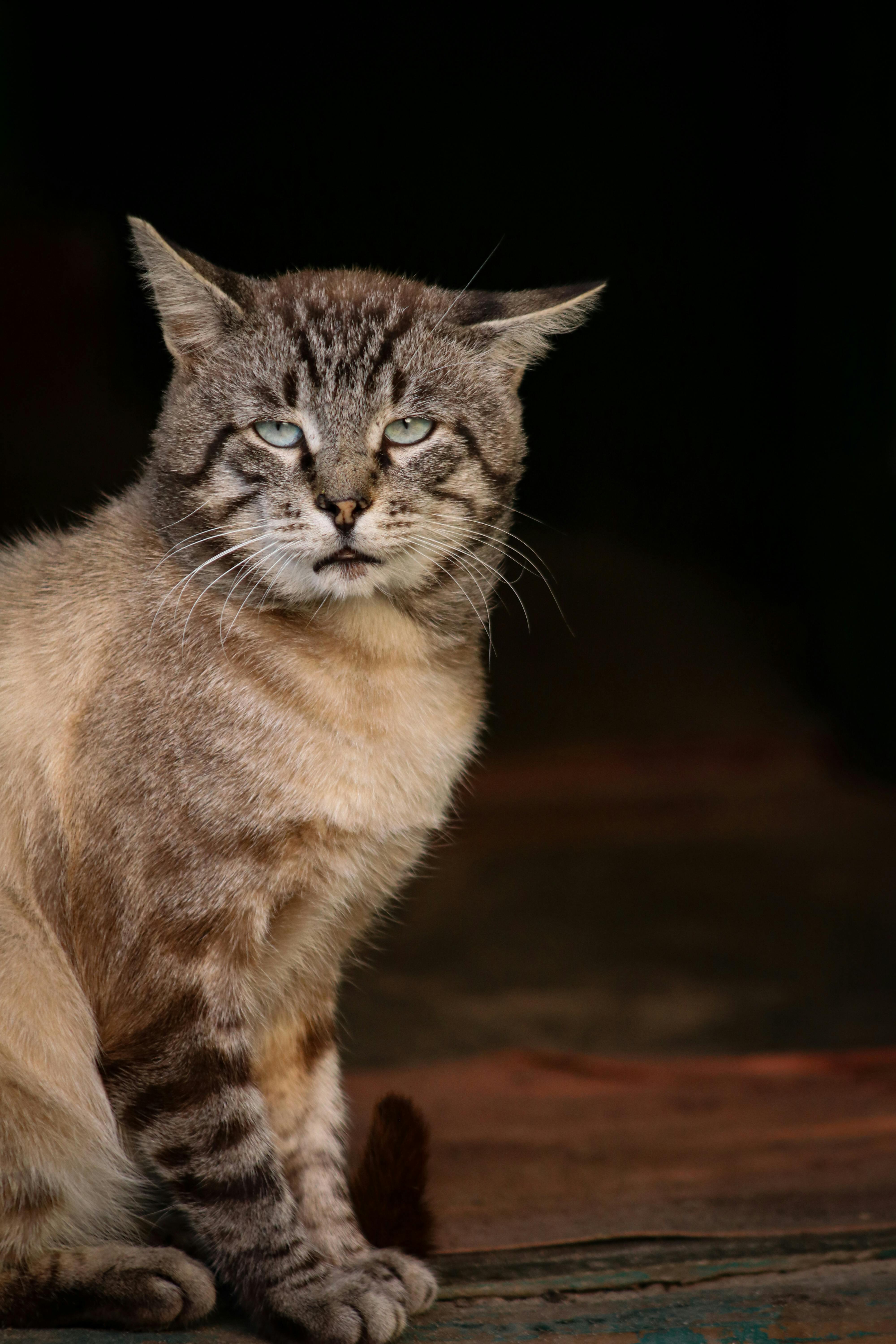 How To Stop A Cat From Spraying Indoors Home Remedies Cat Kitty