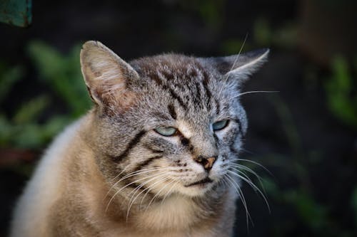 Foto d'estoc gratuïta de bigotis, bufó, divertit