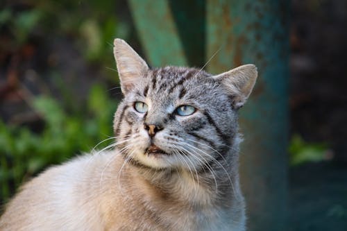Picture of a Tabby Cat Sitting Outside