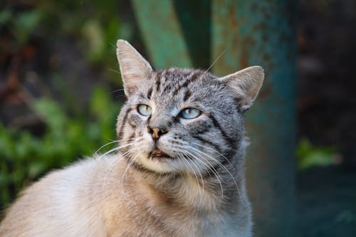 おもしろい, ネコ, ぶち猫の無料の写真素材