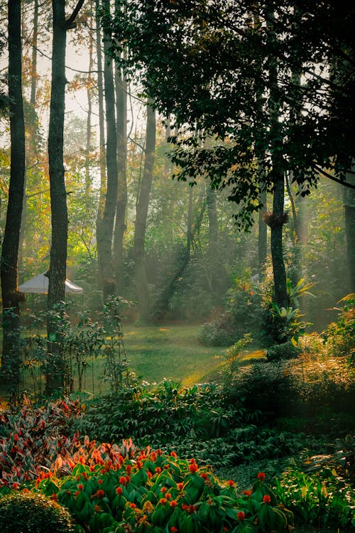 Trees, Bushes and Flowers in Forest