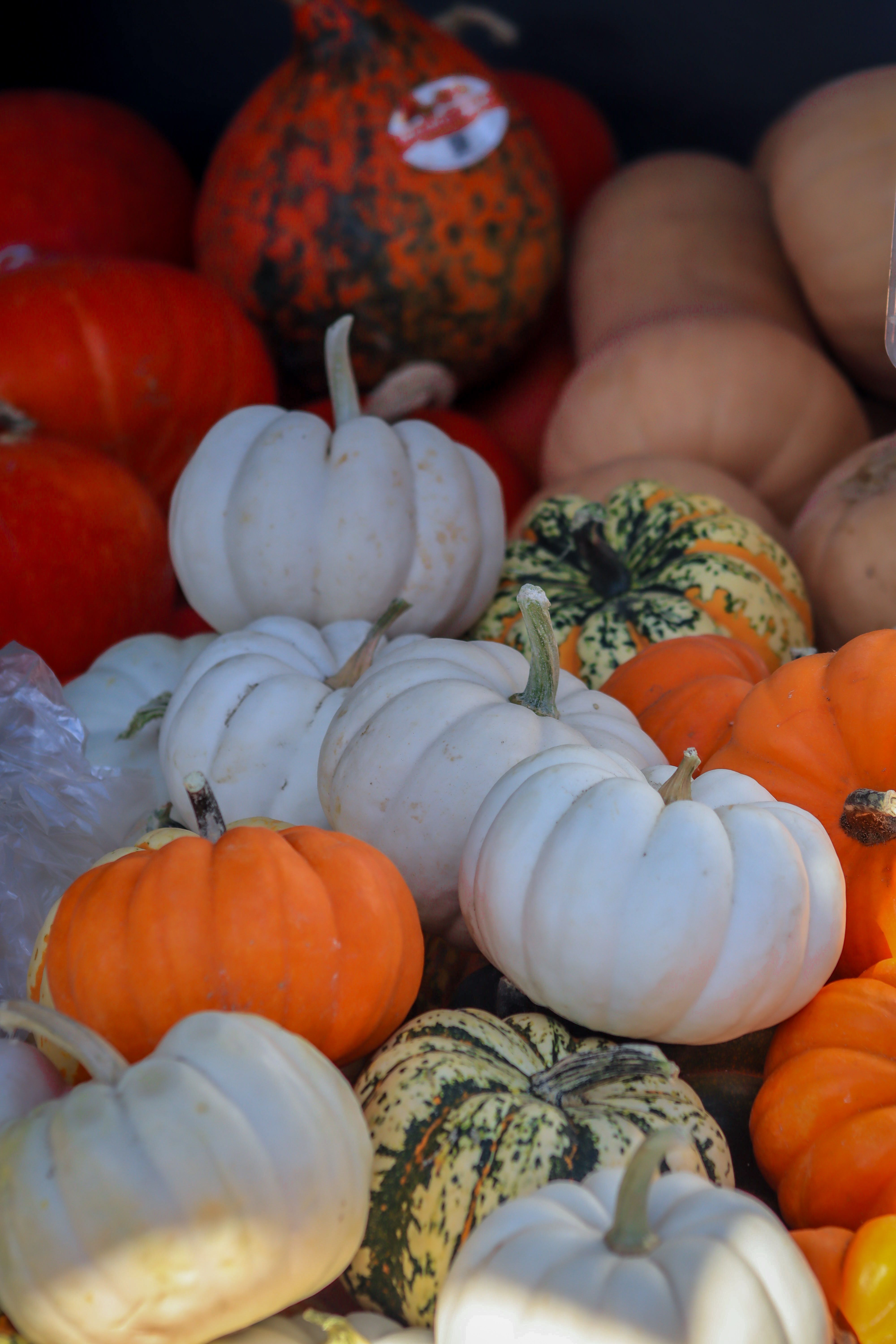 Close up of Colorful Pumpkins · Free Stock Photo