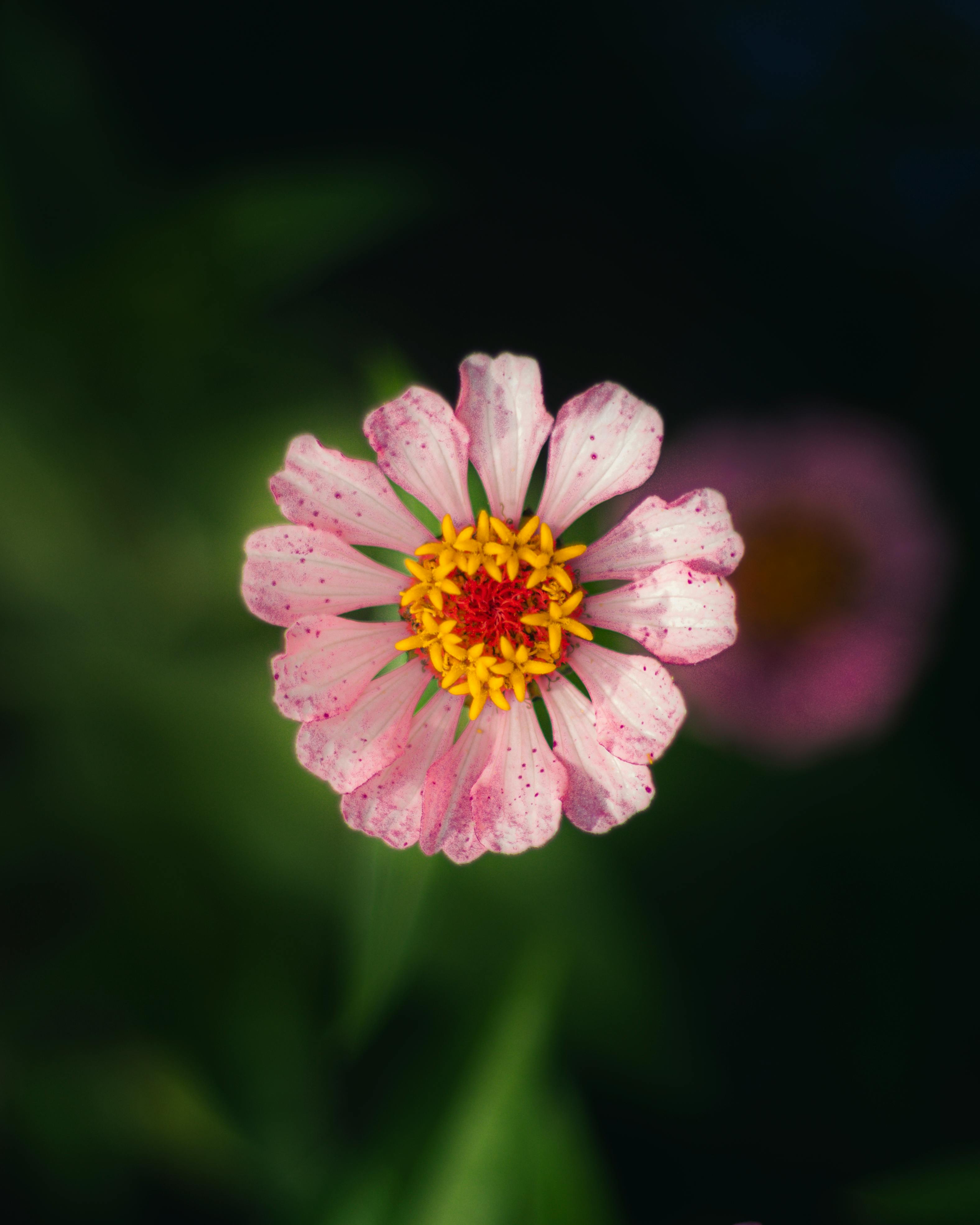 [ColoSach]-a-vibrant-pink-zinnia-flower-in-full-bloom-with-yellow-center,-captured-in-an-outdoor-garden-setting.