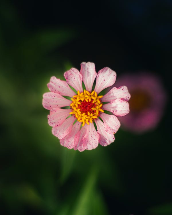 Pink zinnia in bloom at Heritage Hill Nursery Cedarburg